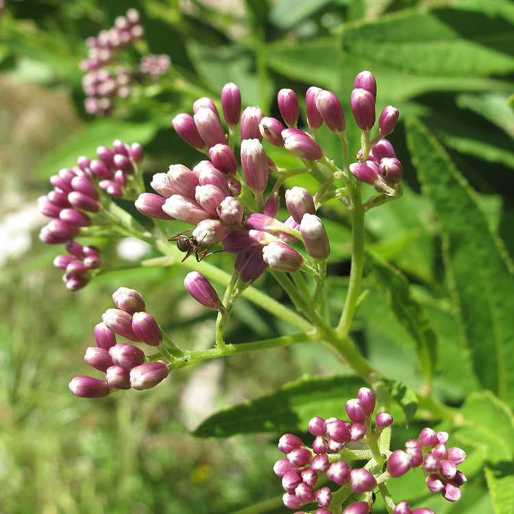 Изображение особи Eupatorium cannabinum.