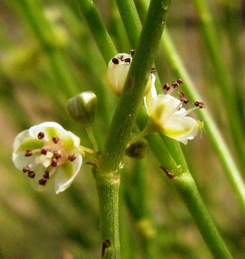 Изображение особи Calligonum microcarpum.