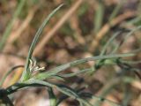 Salsola tragus