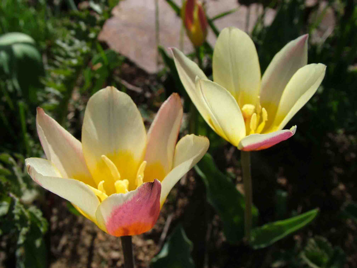 Image of Tulipa kaufmanniana specimen.