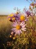 Tripolium pannonicum