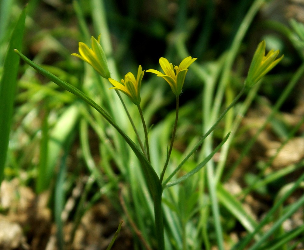 Image of genus Gagea specimen.