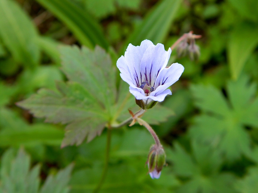 Image of Geranium krylovii specimen.