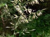 Calamagrostis arundinacea