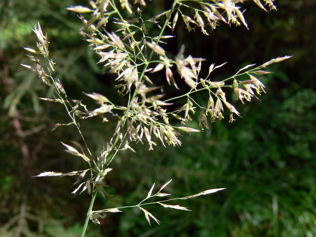 Image of Calamagrostis arundinacea specimen.