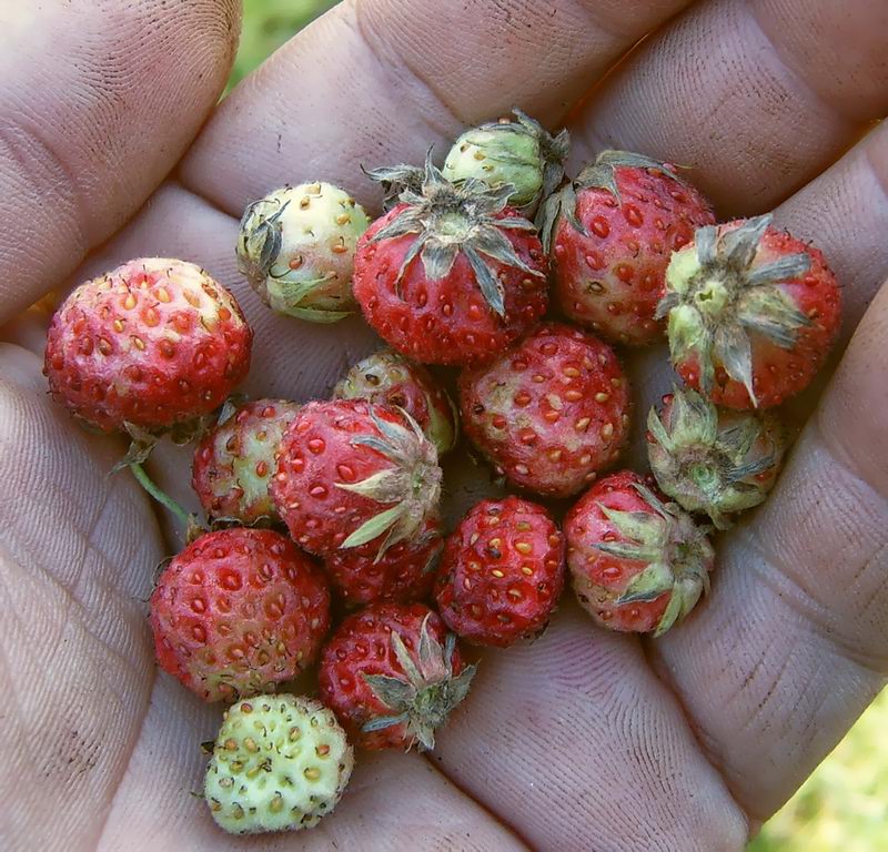 Изображение особи Fragaria viridis.