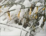 Jasminum nudiflorum. Побеги с обмёрзшими цветками под снегом. Черноморское побережье Кавказа, г. Новороссийск, в культуре. 1 февраля 2012 г.