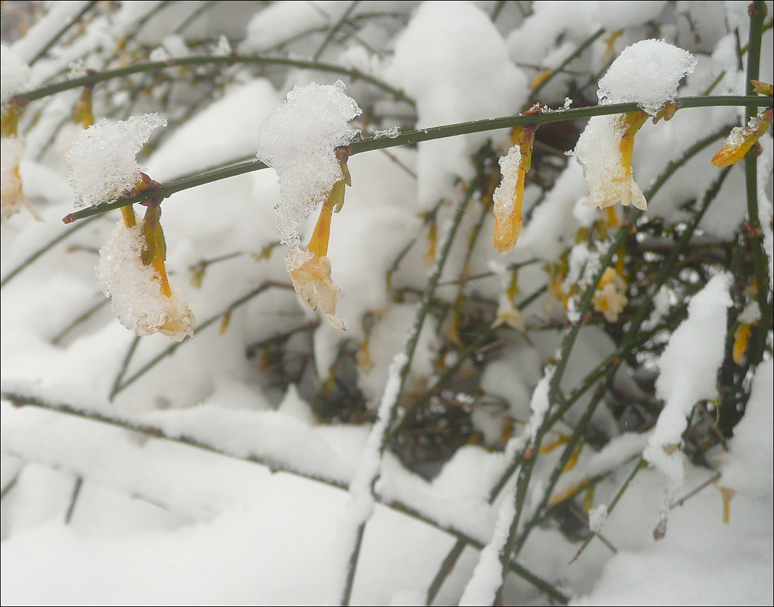 Image of Jasminum nudiflorum specimen.