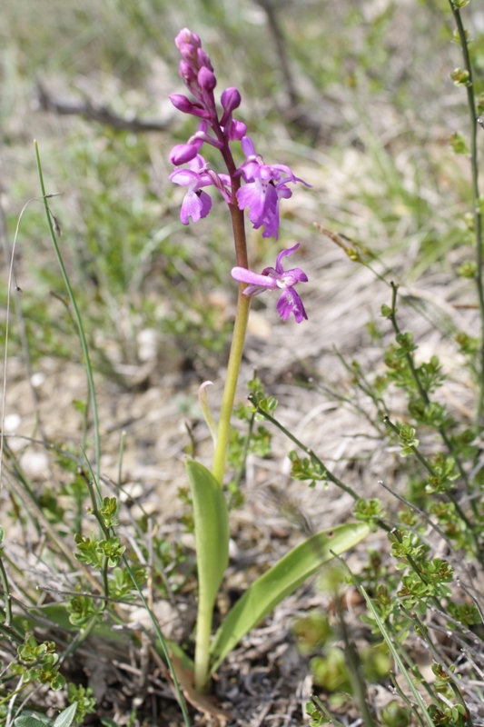 Изображение особи Orchis mascula.