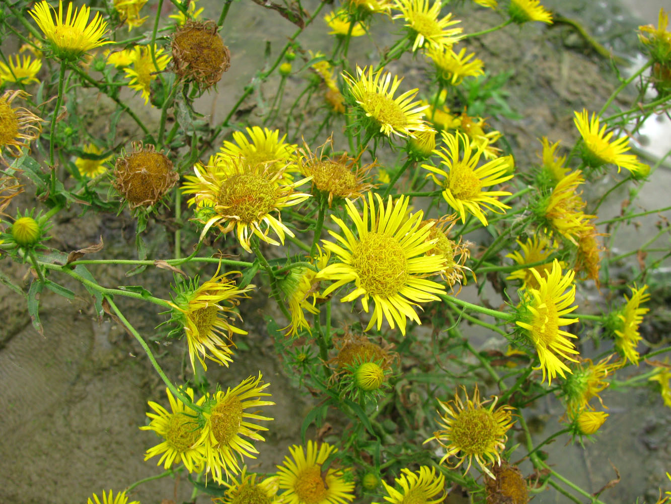 Изображение особи Inula caspica.