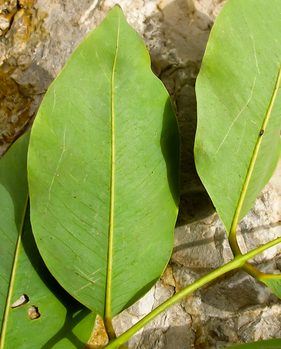 Изображение особи Cassia fistula.