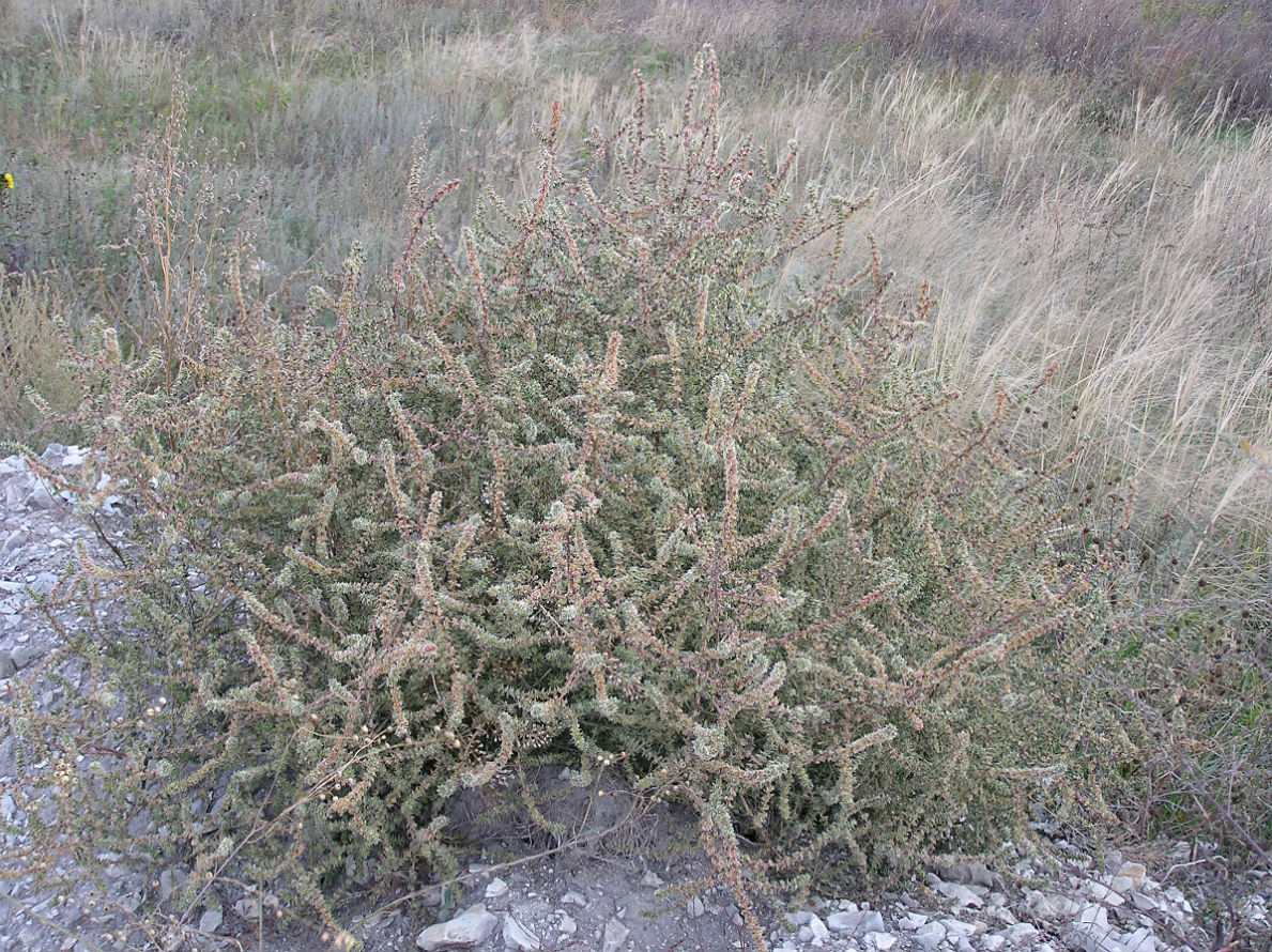 Image of Salsola tragus specimen.