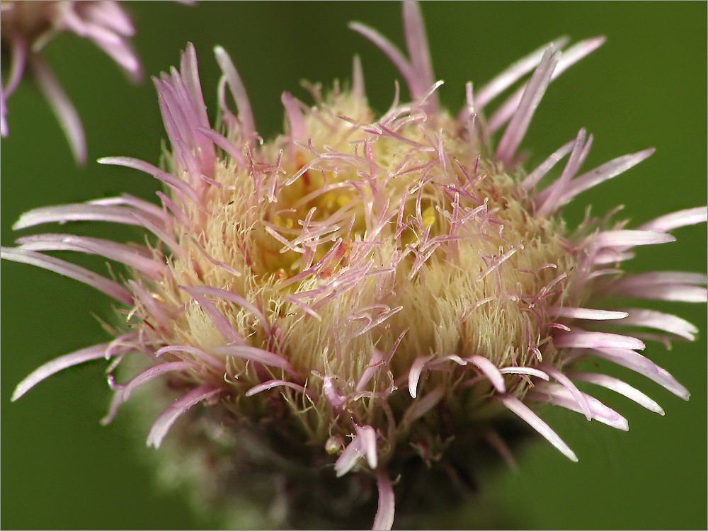 Изображение особи Erigeron uralensis.