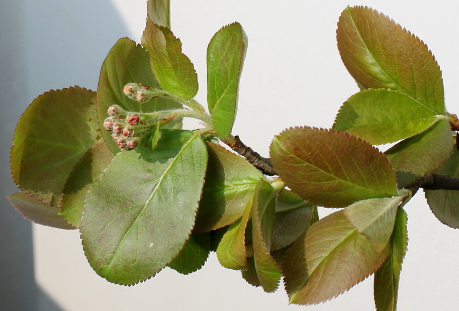 Изображение особи Aronia melanocarpa.