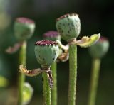 Papaver setiferum