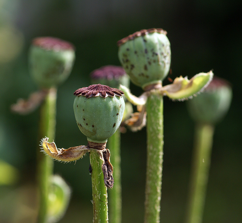 Изображение особи Papaver setiferum.