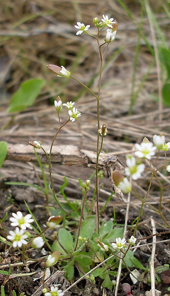 Изображение особи Erophila verna.