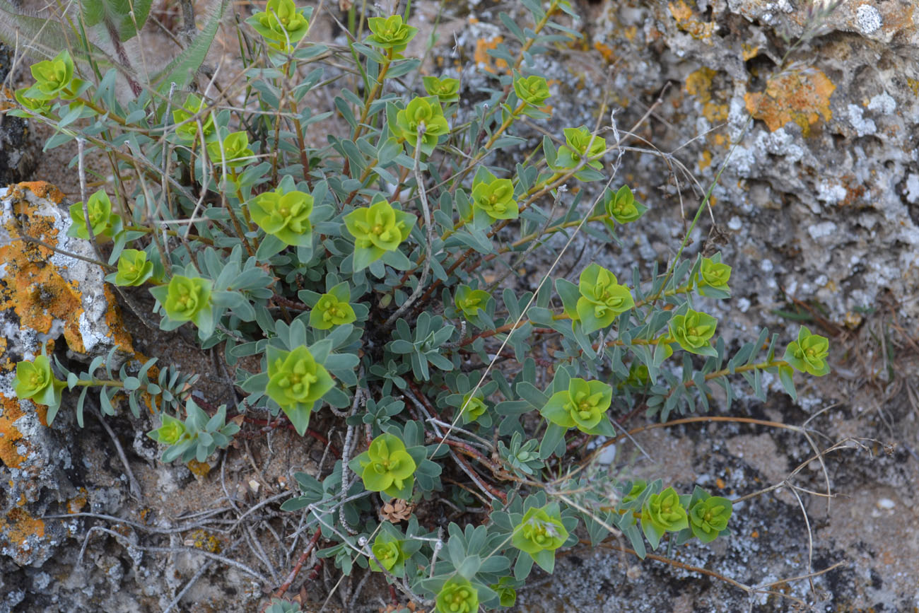 Изображение особи Euphorbia petrophila.