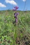 Polygala comosa. Побег. Крым, Долгоруковская яйла. 3 июня 2012 г.