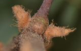 Image of taxon representative. Author is Татьяна Мальчинская