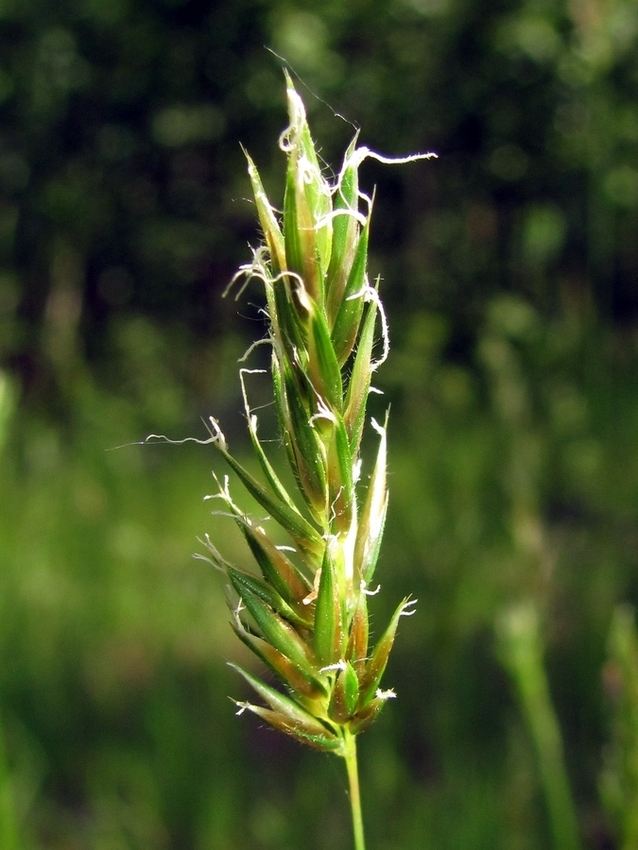 Image of Anthoxanthum odoratum specimen.
