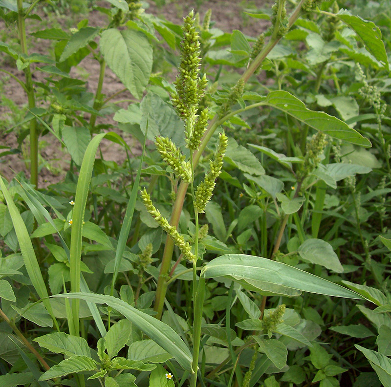 Изображение особи Echinochloa crus-galli.