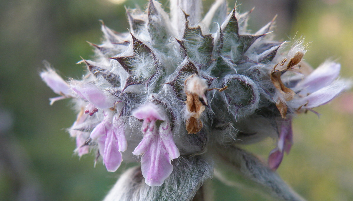 Image of Stachys velata specimen.