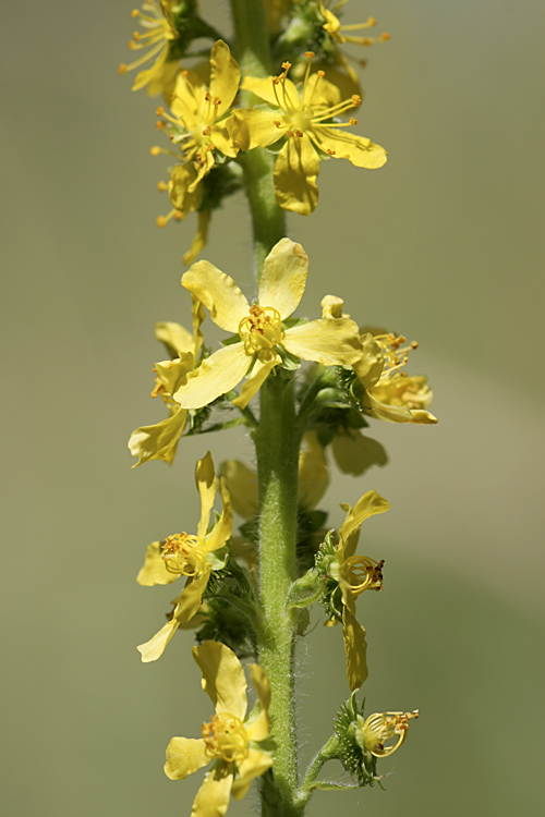 Image of Agrimonia asiatica specimen.