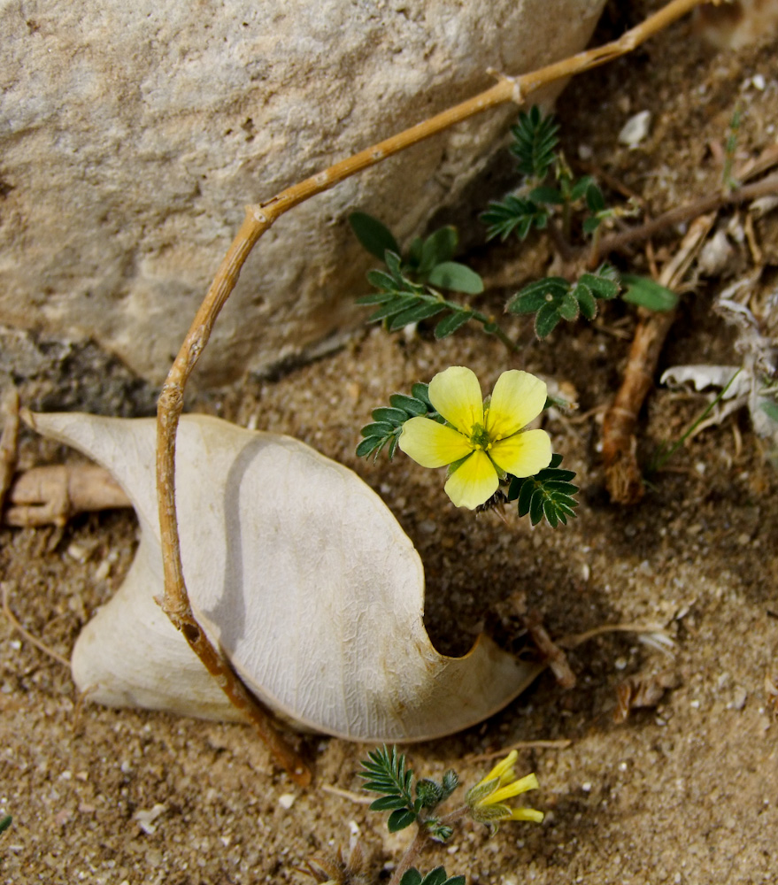 Image of Tribulus terrestris specimen.