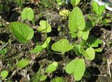 Arctium tomentosum. Ювенильные растения. Окр. Архангельска, рудеральное местообитание. 10.07.2012.