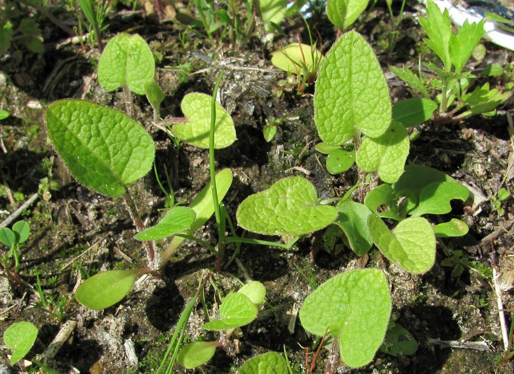 Image of Arctium tomentosum specimen.