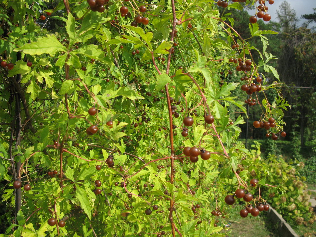 Image of Ampelopsis aconitifolia specimen.