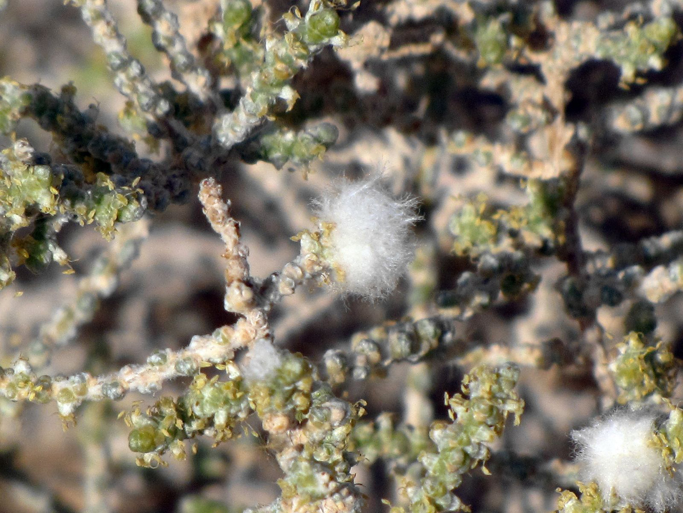 Image of Salsola cyclophylla specimen.