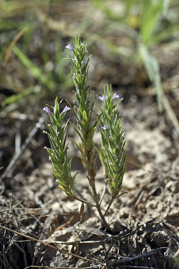 Image of Ziziphora tenuior specimen.