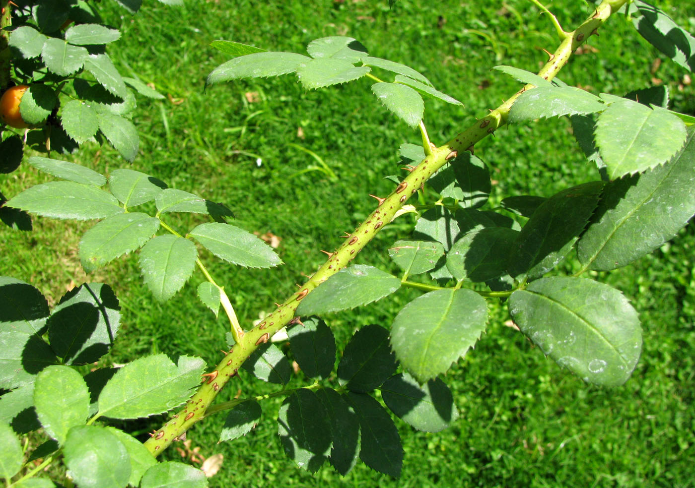 Image of genus Rosa specimen.