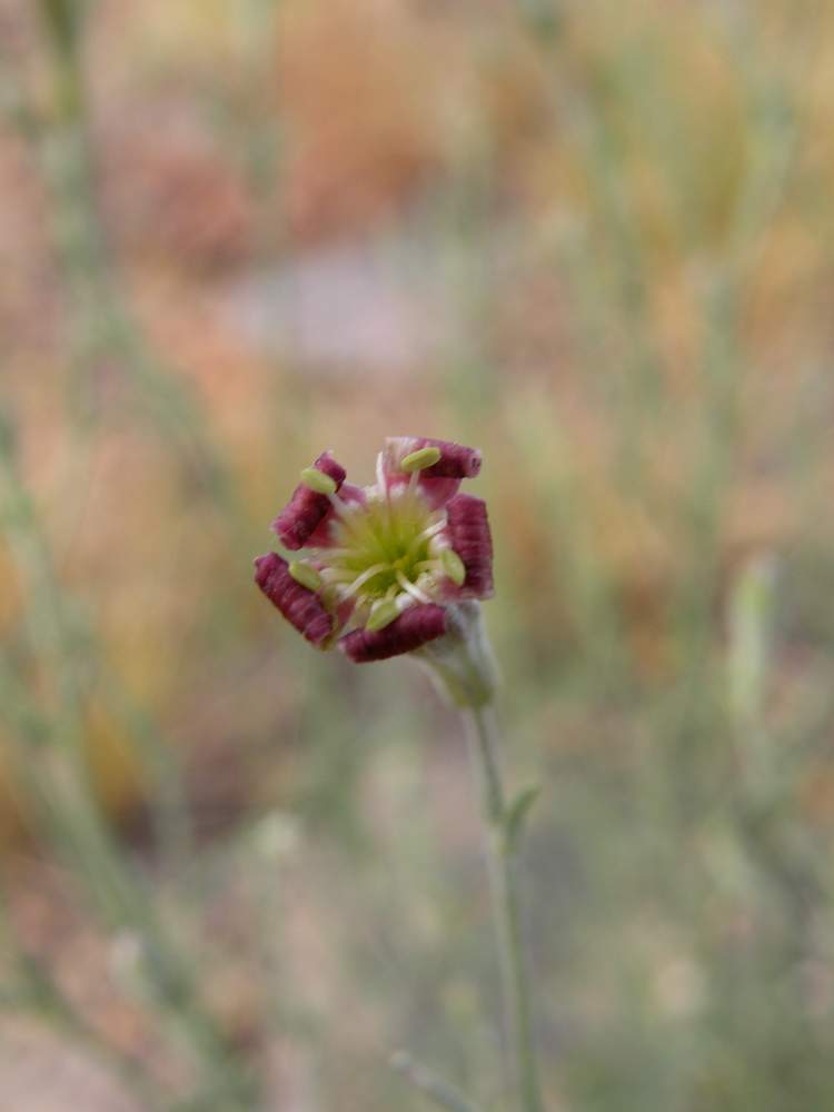 Изображение особи Silene fruticulosa.