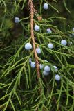 Juniperus virginiana