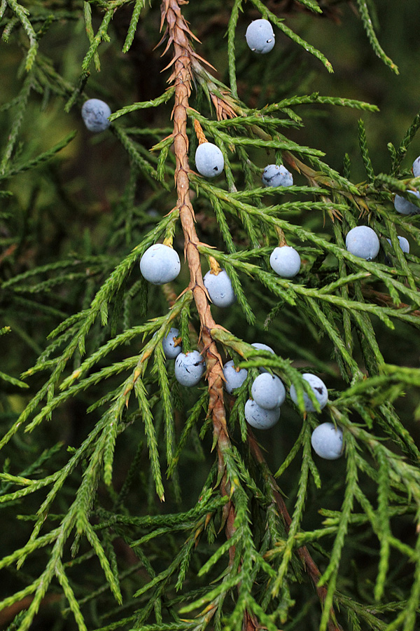 Image of Juniperus virginiana specimen.