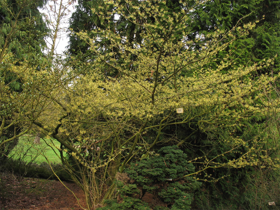 Изображение особи Hamamelis japonica.