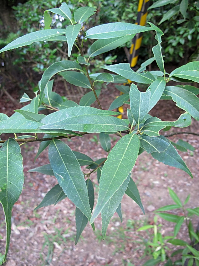 Image of Quercus myrsinaefolia specimen.