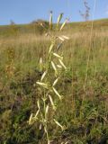 Silene chlorantha. Соцветие. Саратовская обл., Саратовский р-н, участок разнотравно-злаковой степи в основании песчано-каменистого склона юго-западной экспозиции. 29 сентября 2012 г.