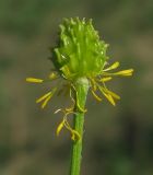 Ranunculus polyanthemos. Плод. Воронежская обл., Подгоренский р-н, окр. с. Белогорье, степной склон в долине Дона. 14.05.2012.