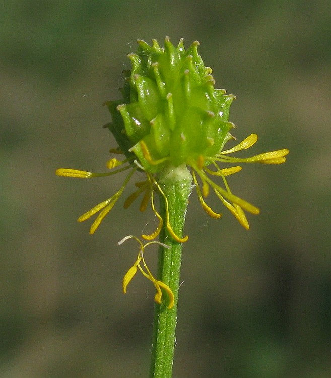 Image of Ranunculus polyanthemos specimen.