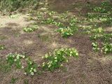 Primula vulgaris