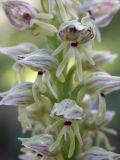 Orchis galilaea. Часть соцветия. Israel, Mount Carmel. 24.02.2006.