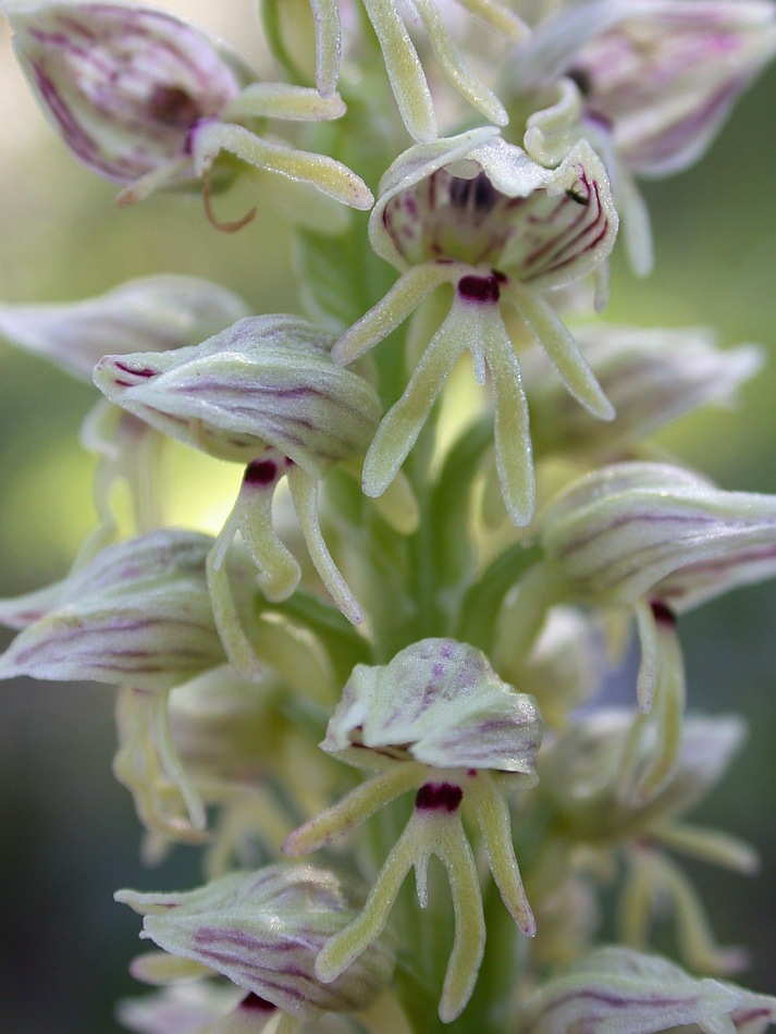 Изображение особи Orchis galilaea.