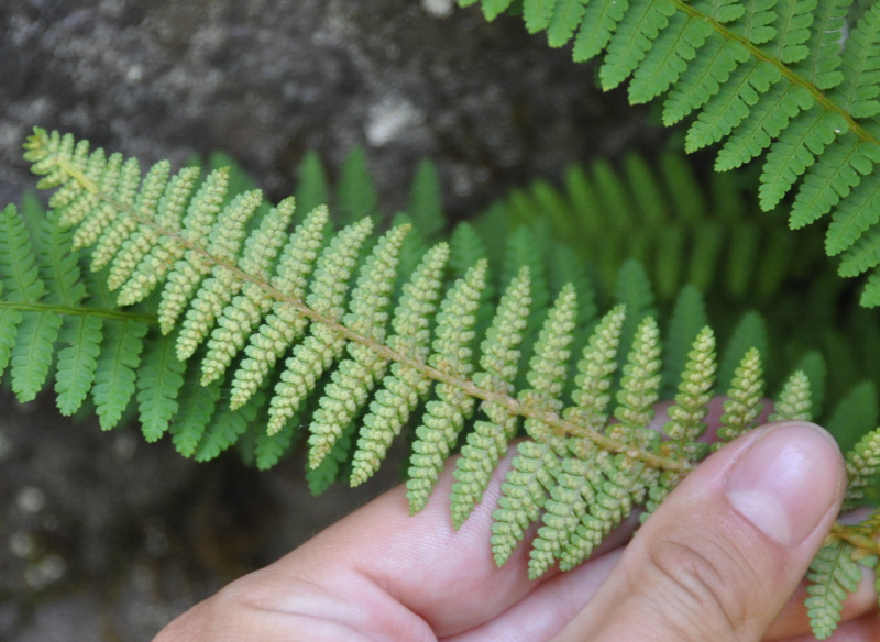 Image of Dryopteris fragrans specimen.