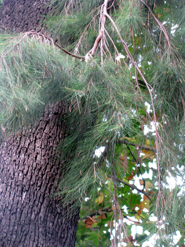 Image of Casuarina cunninghamiana specimen.