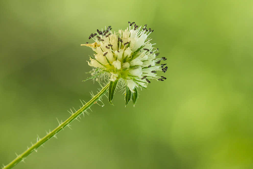 Изображение особи Dipsacus pilosus.