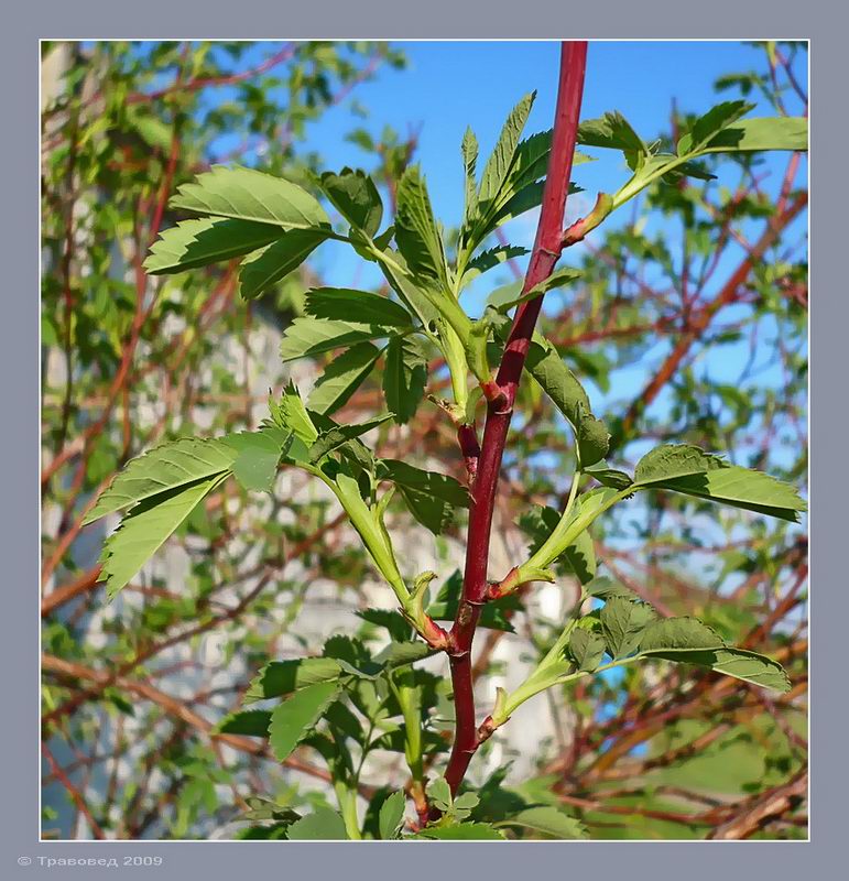 Image of Rosa glabrifolia specimen.